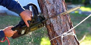 How Our Tree Care Process Works  in  Harper, KS